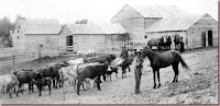 milo flanders on farm with cattle